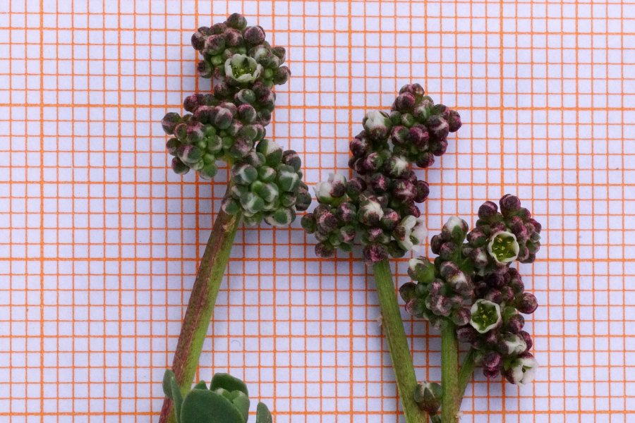 Corrigiola telephiifolia / Corrigiola perenne